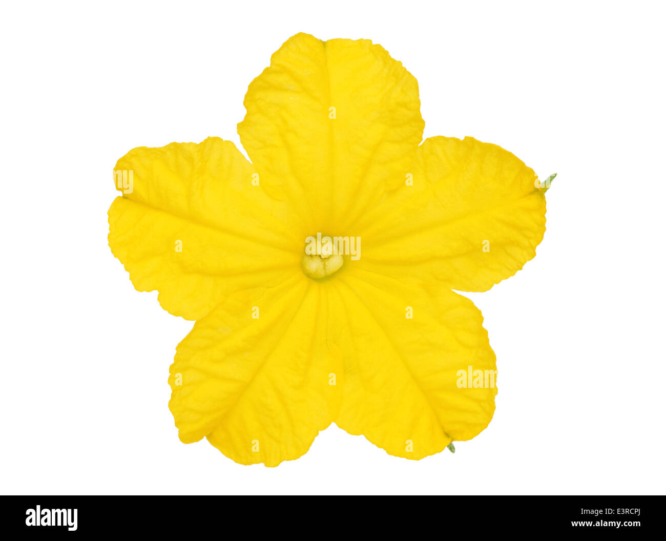 Fiore di cetriolo isolati su sfondo bianco Foto Stock