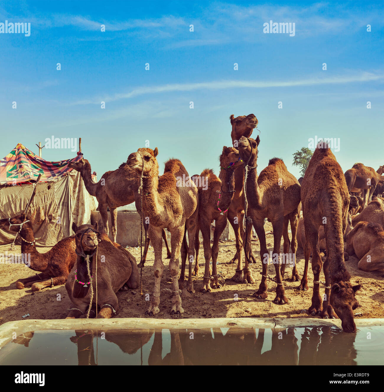 Vintage retrò hipster stile immagine di corsa dei cammelli a Pushkar Mela (Pushkar Camel Fair). Pushkar, Rajasthan, India Foto Stock