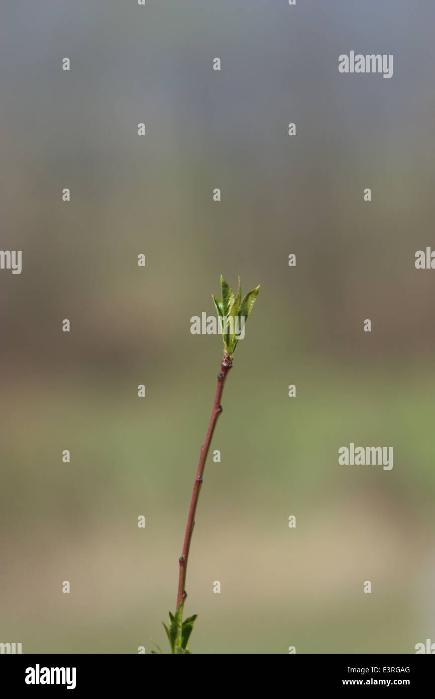 Pianta giovane con lunghi ceppo contro uno sfondo sfocato. Foto Stock
