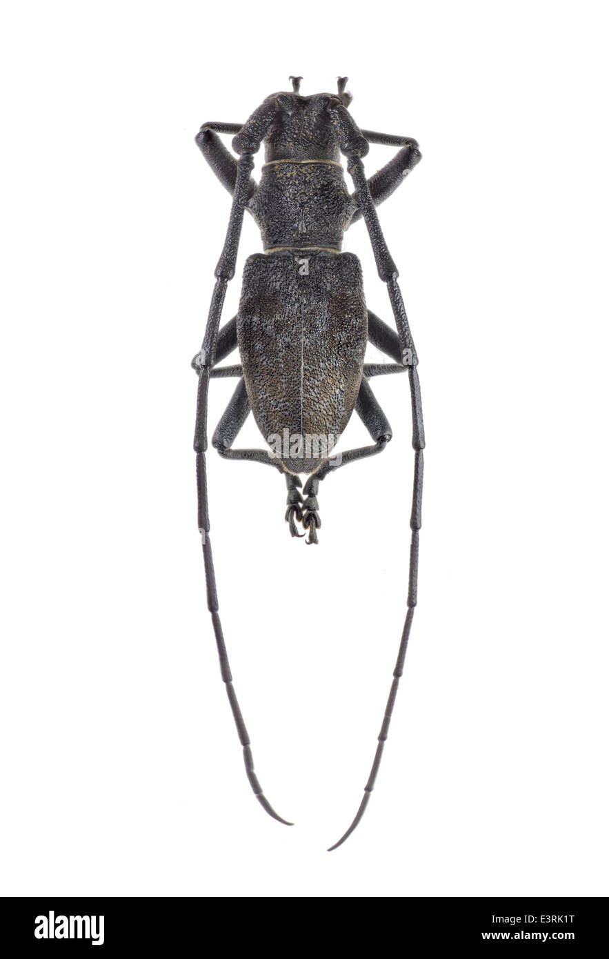 Coleoptera;; Cerambycidae Morimus asper; maschio; Schulzer 1776; Phrissomini; L: 80mm Foto Stock