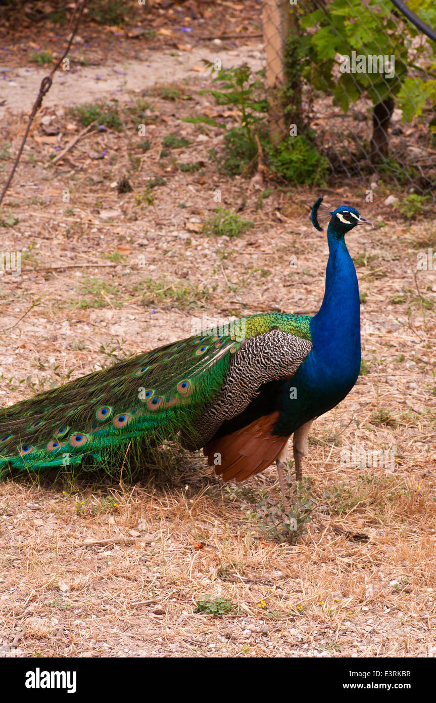 Un pavone Foto Stock