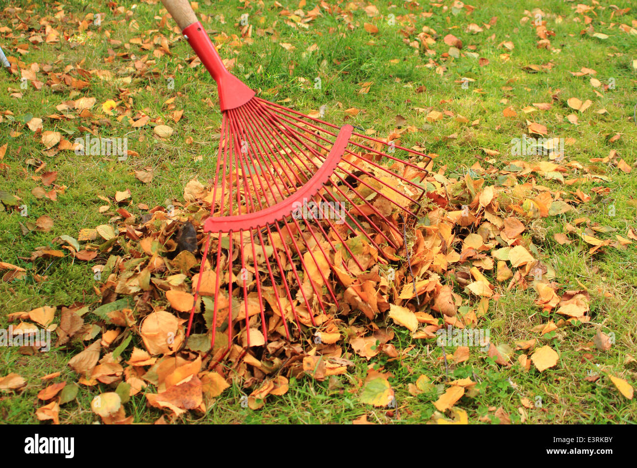 Rastrellare foglie da giardino d'autunno Foto Stock