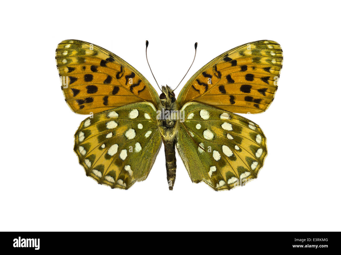 I lepidotteri; Nymphalidae; Mesoacidalia aglaja; Argynnis aglaja; Papilio aglaja; Linnaeus 1758; Dark Grren Fritillary; Foto Stock
