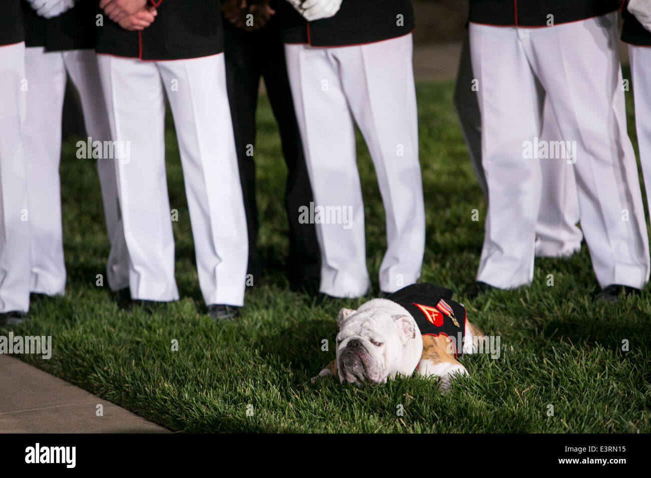 Washington, DC. Il 27 giugno, 2014. Chesty XIV, il Marine Corps Mascot, assiste la Caserma marini Washington DC, sfilata serale a Washington DC, il Venerdì, 27 giugno 2014. Credito: Kristoffer Tripplaar/Piscina via CNP/dpa/Alamy Live News Foto Stock