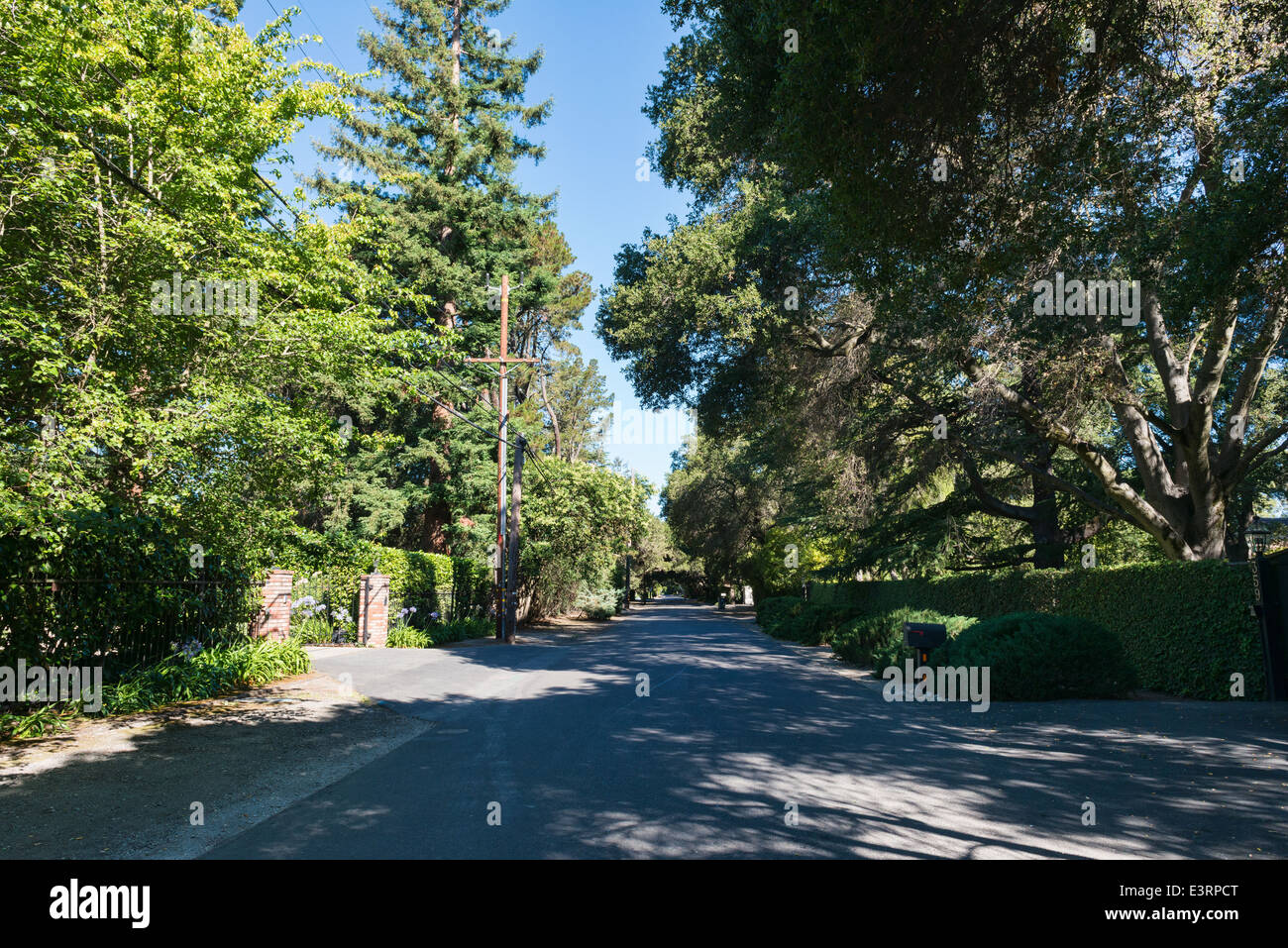 Shady lane in una giornata di sole, Atherton, California Foto Stock