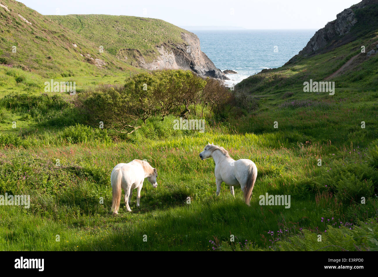 Cavalli selvaggi pascolo a Porth y Rhaw cove, nove Pozzi, Pembrokeshire Foto Stock