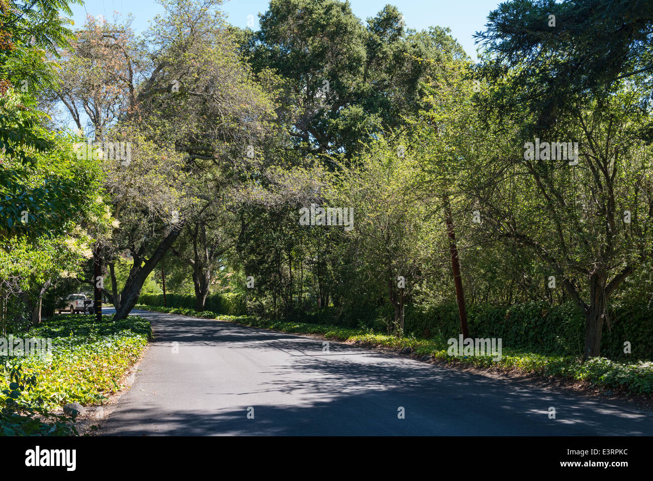 Shady lane in una giornata di sole, Atherton, California Foto Stock