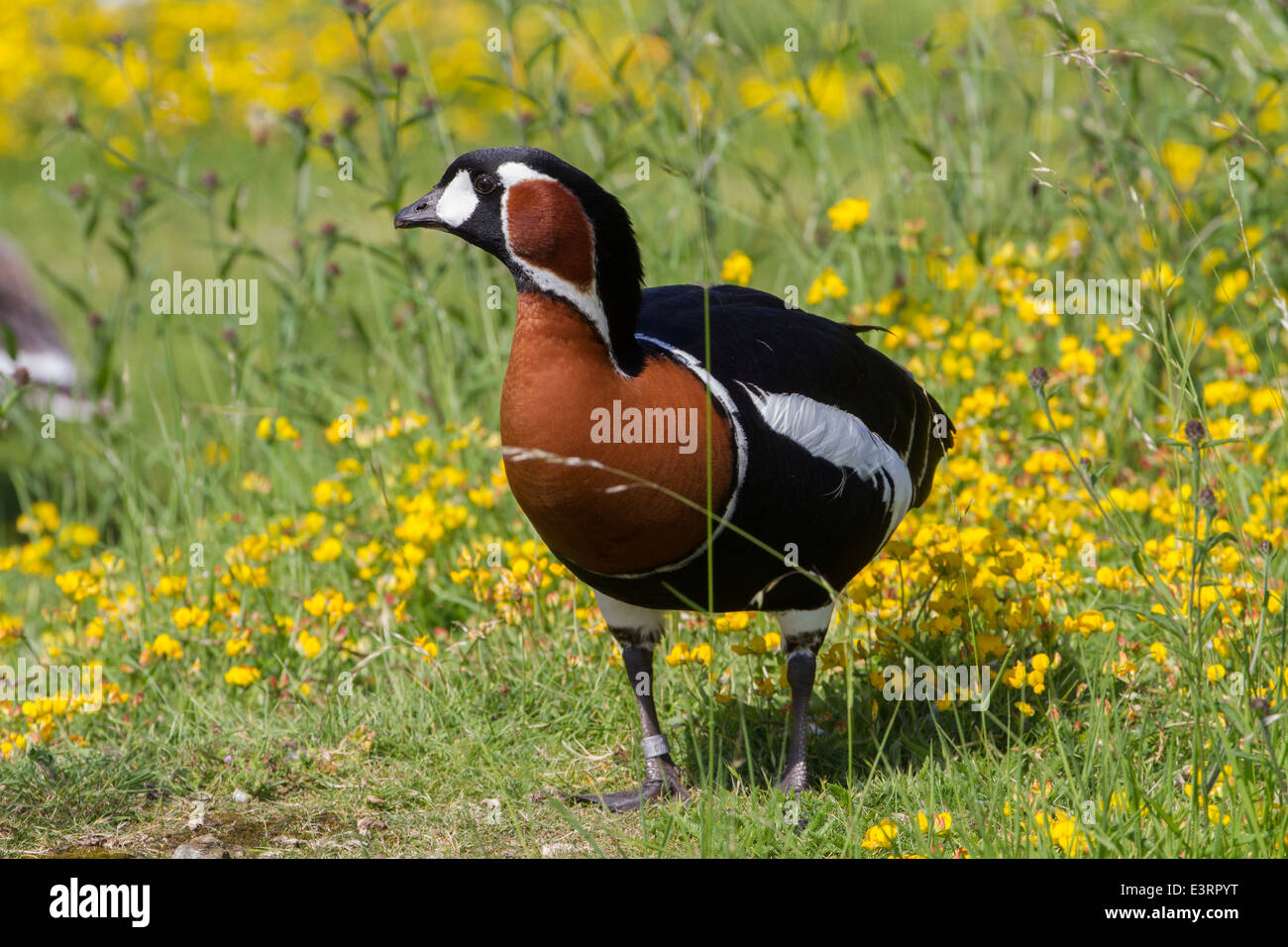 Red-Breasted Goose (Branta ruficollis) Foto Stock