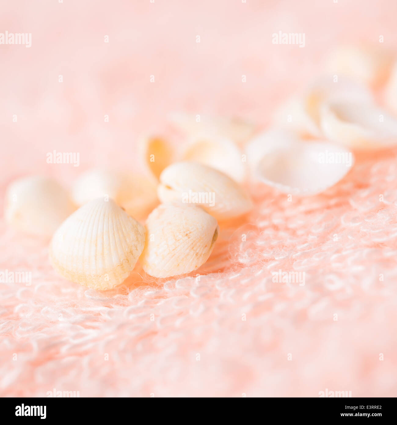 Concetto di viaggio di luce di conchiglie di mare in morbida spugna rosa texture Foto Stock