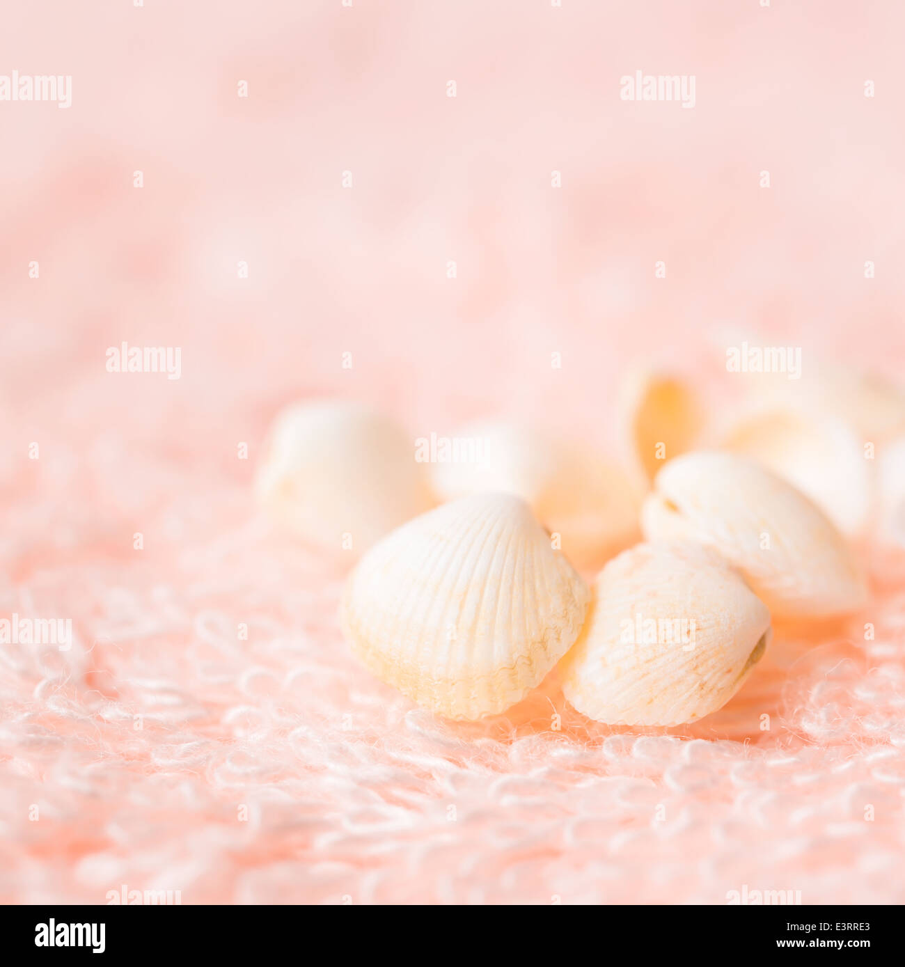 Luce di conchiglie di mare in morbida spugna rosa texture, primo piano Foto Stock