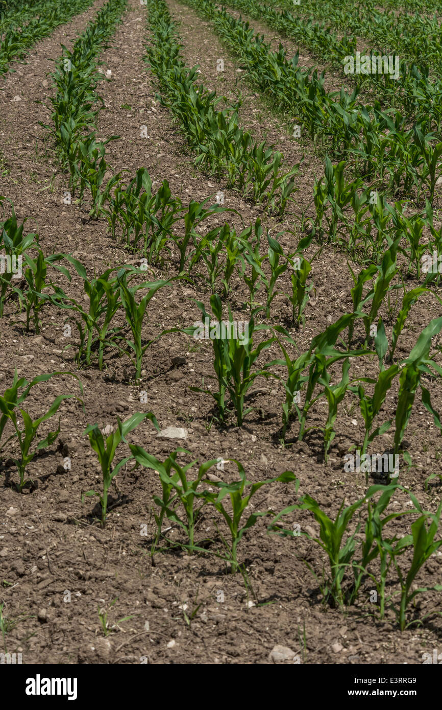 File di Sweetcorn / mais / Zea mays piantati. Coltivando il mais dolce nel Regno Unito, coltivando cibo nel campo. Modello di ritaglio campo. Foto Stock