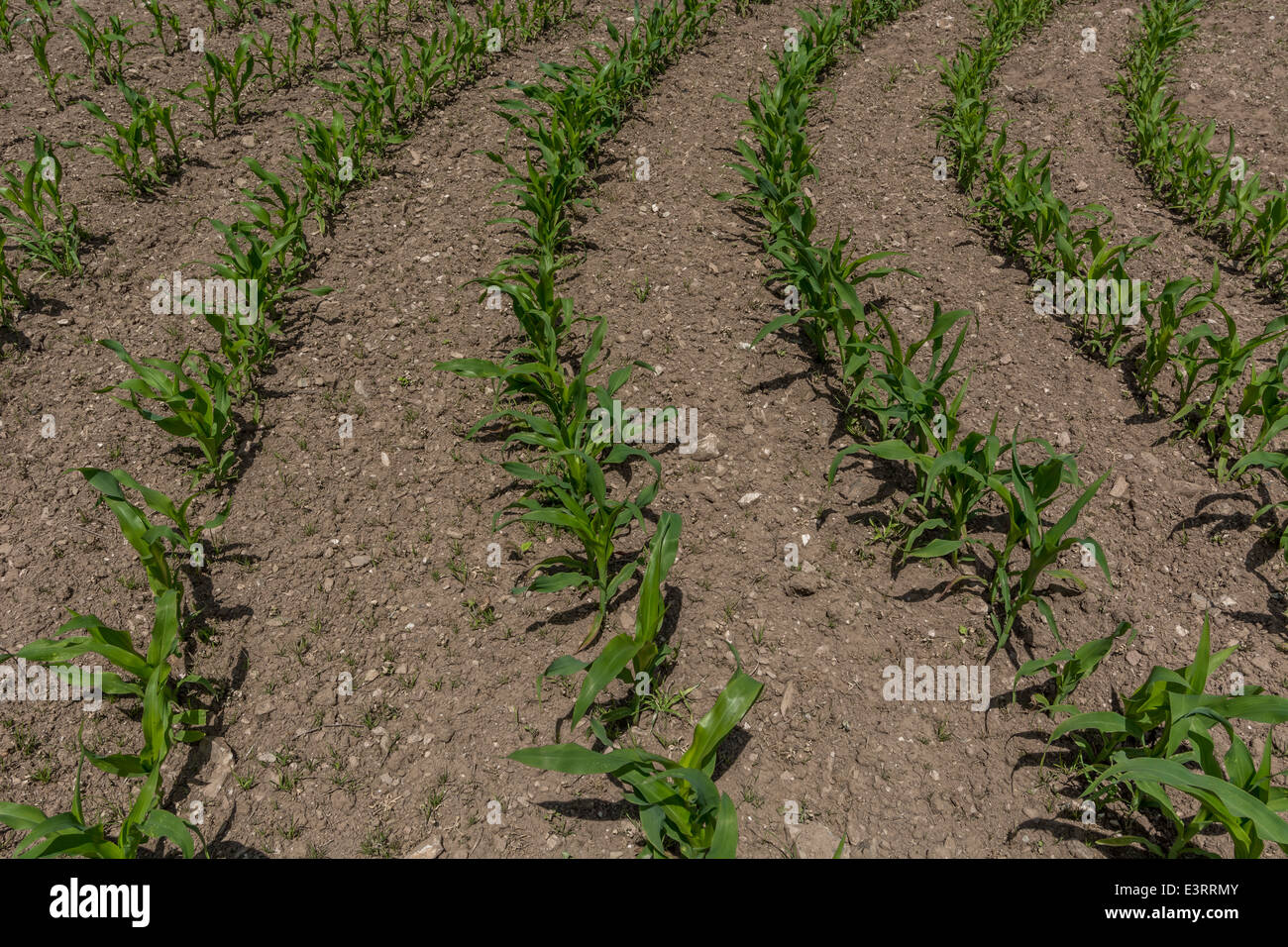 File di Sweetcorn / mais / Zea mays piantati in fasi iniziali di crescita. La messa a fuoco si mantiene dalla parte anteriore a quella posteriore. Per la sicurezza alimentare, cibo crescente, modello di raccolto. Foto Stock