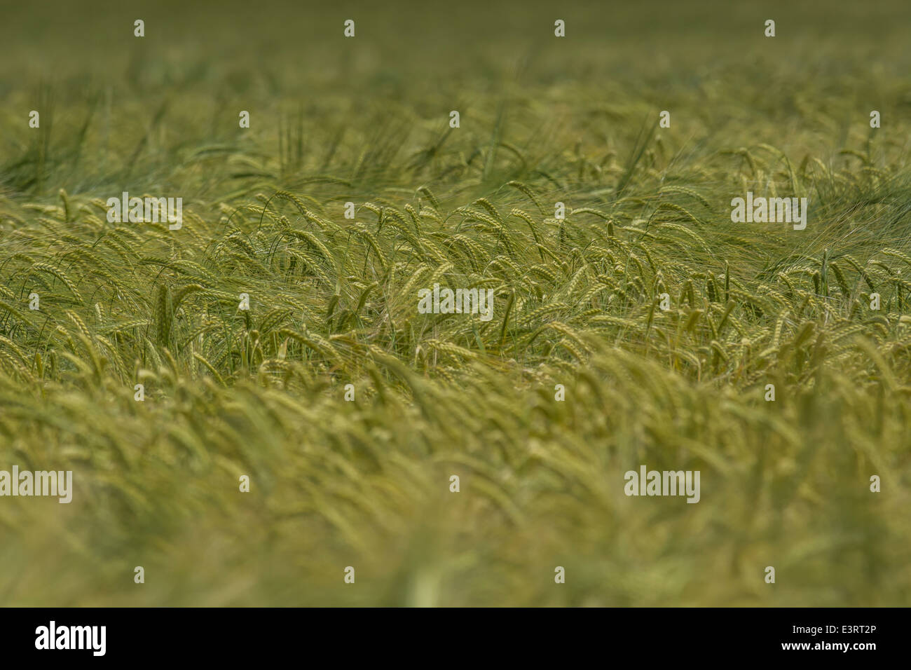 Campi verdi di Inghilterra concetto. Capi di verde di orzo (Hordeum vulgare) crescente. Metafora visiva per il concetto di carestia, sicurezza alimentare. Foto Stock