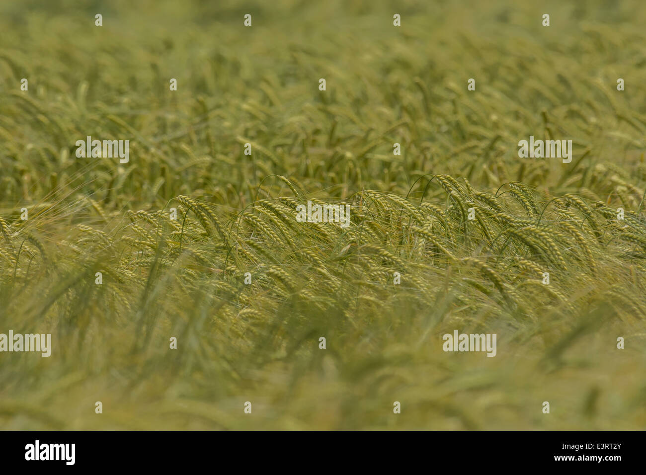 Capi di verde di orzo (Hordeum vulgare) crescente. Focus su capi in una fascia orizzontale in funzione appena al di sotto del centro dello schermo. Metafora della sicurezza alimentare. Foto Stock