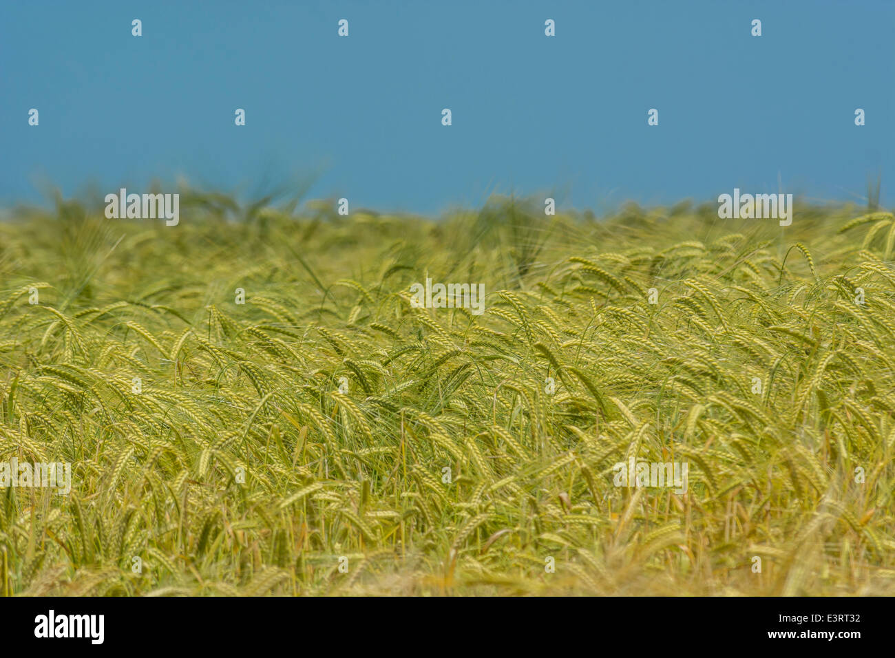 Campi verdi di Inghilterra concetto. Capi di verde di orzo (Hordeum vulgare) crescente. Metafora visiva per il concetto della fame e della sicurezza alimentare. Foto Stock