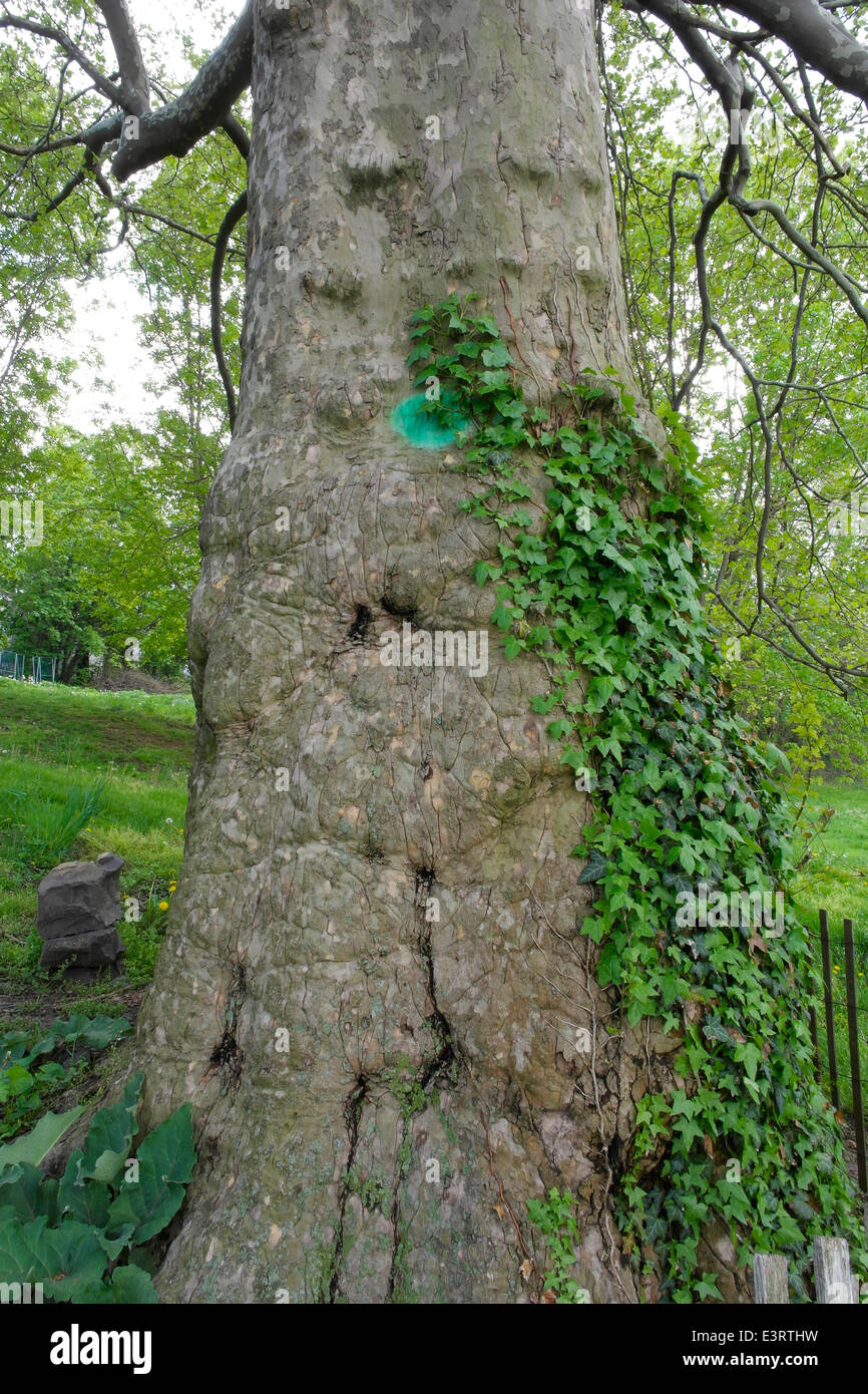 Macchia verde sul tronco di 125 anni americano sano sicomoro esigenze che denota il controllo periodico per il danno o la malattia (2013) Foto Stock