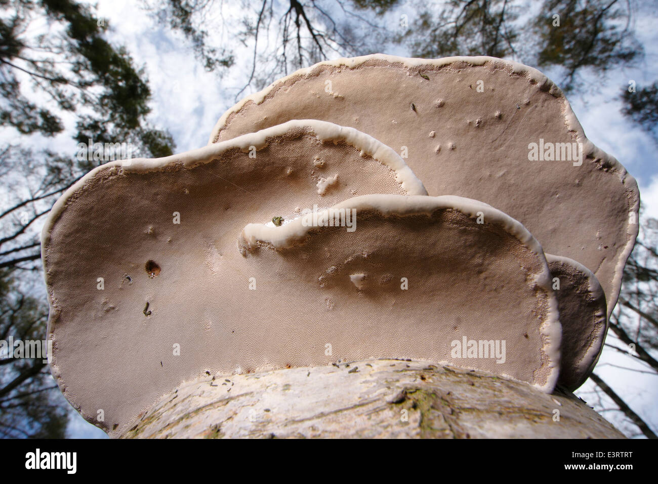 Staffa di betulla: Piptoporus betulinus, o un rasoio Strop; una staffa polyporous funghi cresce su un argento betulla nel bosco in inglese Foto Stock