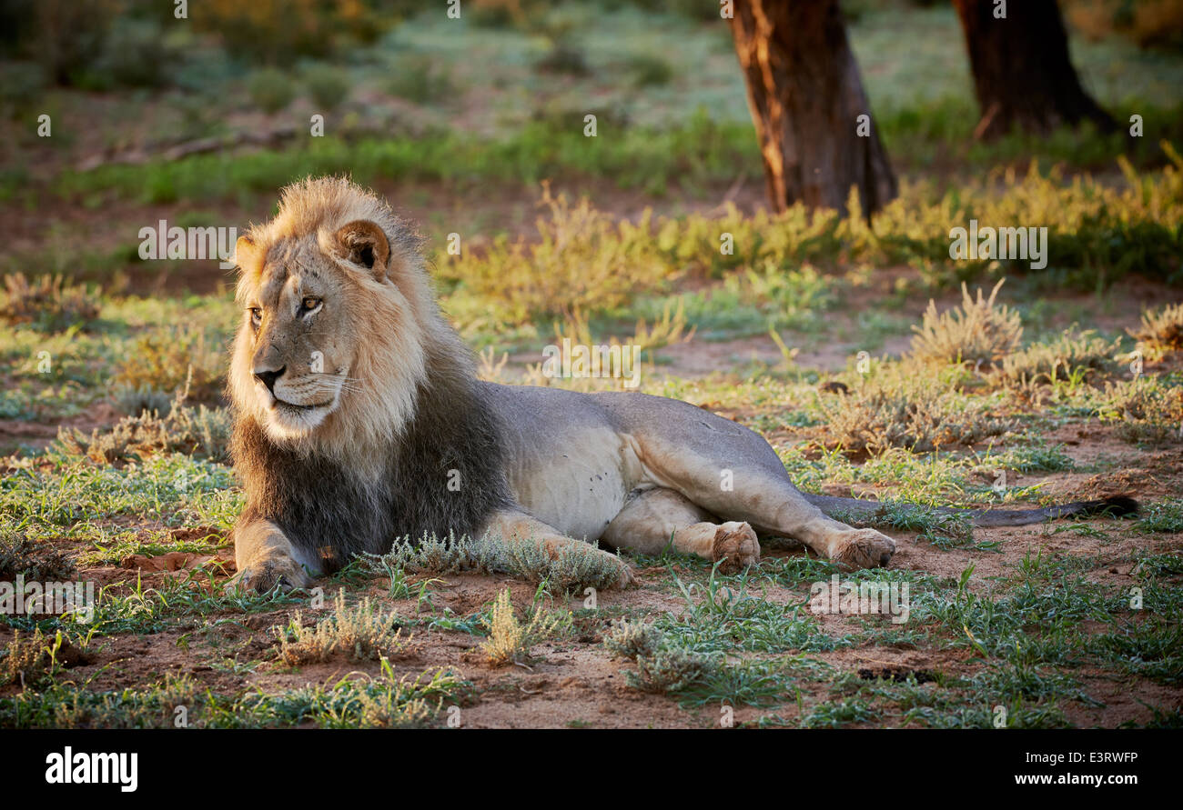 Leone maschio (Panthera leo) Kgalagadi Parco transfrontaliero, il Kalahari, Sud Africa, Botswana, Africa Foto Stock