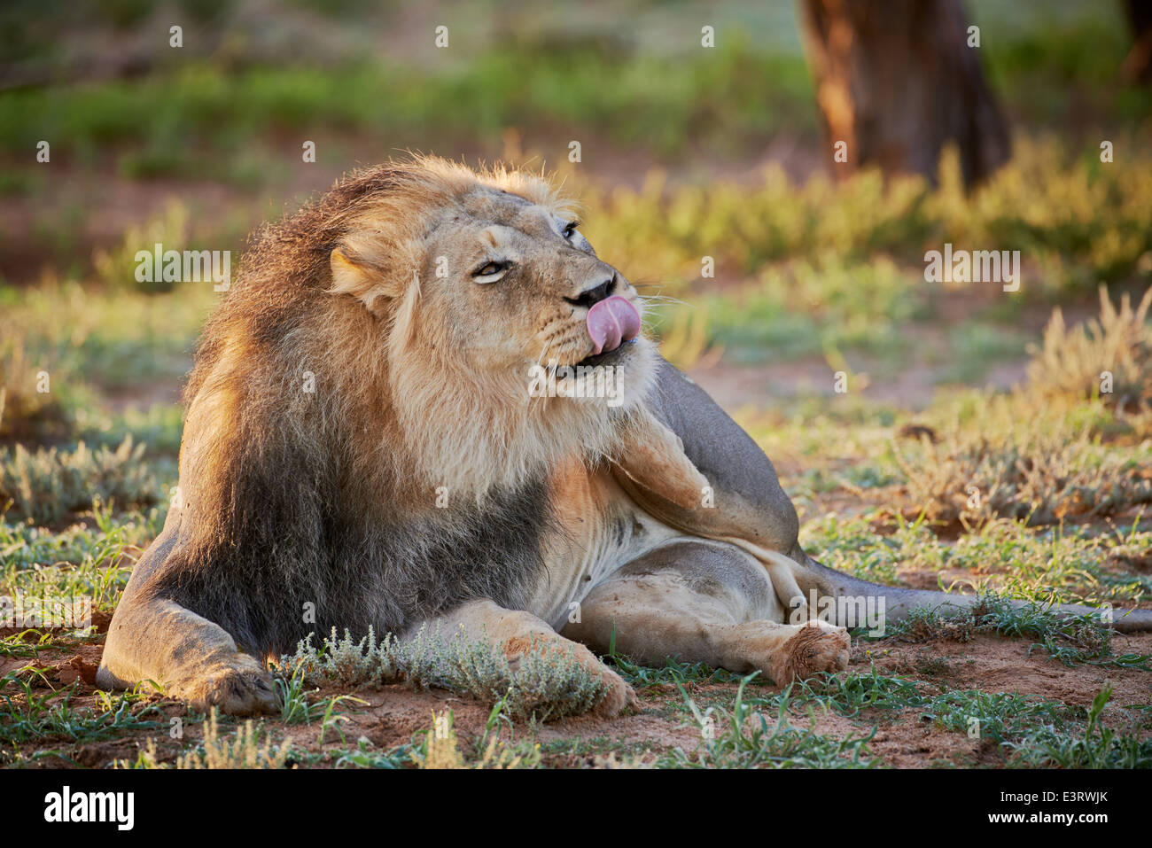 Leone maschio graffiare se stesso (Panthera leo) Kgalagadi Parco transfrontaliero, il Kalahari, Sud Africa, Botswana, Africa Foto Stock