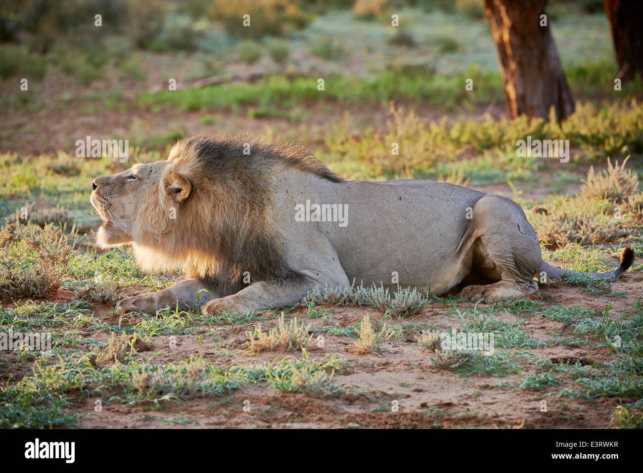 Maschio ruggente lion (Panthera leo) Kgalagadi Parco transfrontaliero, il Kalahari, Sud Africa, Botswana, Africa Foto Stock