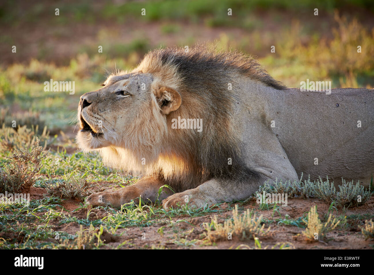 Maschio ruggente lion (Panthera leo) Kgalagadi Parco transfrontaliero, il Kalahari, Sud Africa, Botswana, Africa Foto Stock