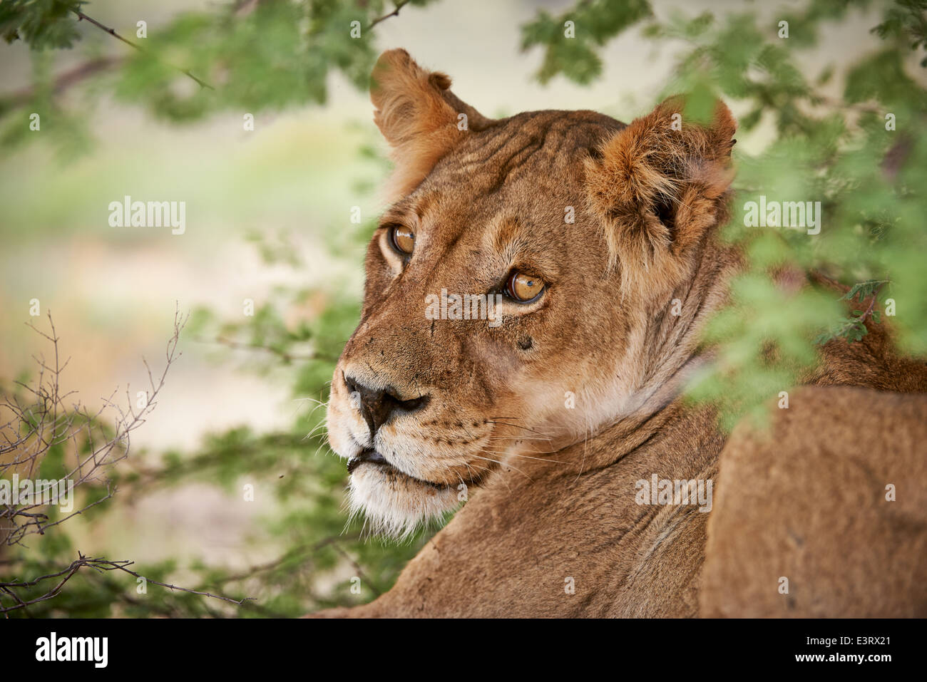 La faccia di una femmina di Lion (Panthera leo) Kgalagadi Parco transfrontaliero, il Kalahari, Sud Africa, Botswana, Africa Foto Stock