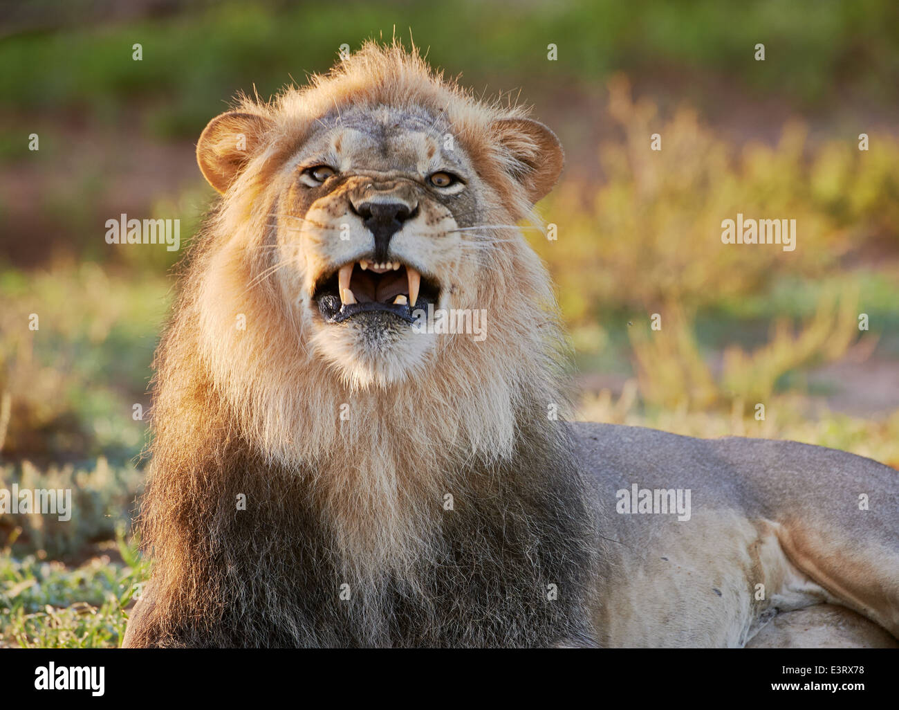 Viso arrabbiato dei maschi di Lion (Panthera leo) Kgalagadi Parco transfrontaliero, il Kalahari, Sud Africa, Botswana, Africa Foto Stock