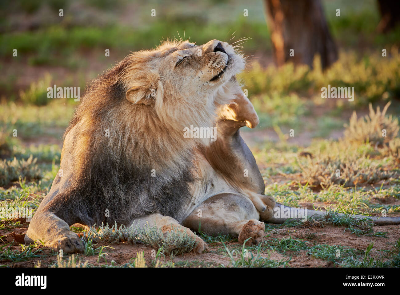 Leone maschio graffiare se stesso (Panthera leo) Kgalagadi Parco transfrontaliero, il Kalahari, Sud Africa, Botswana, Africa Foto Stock