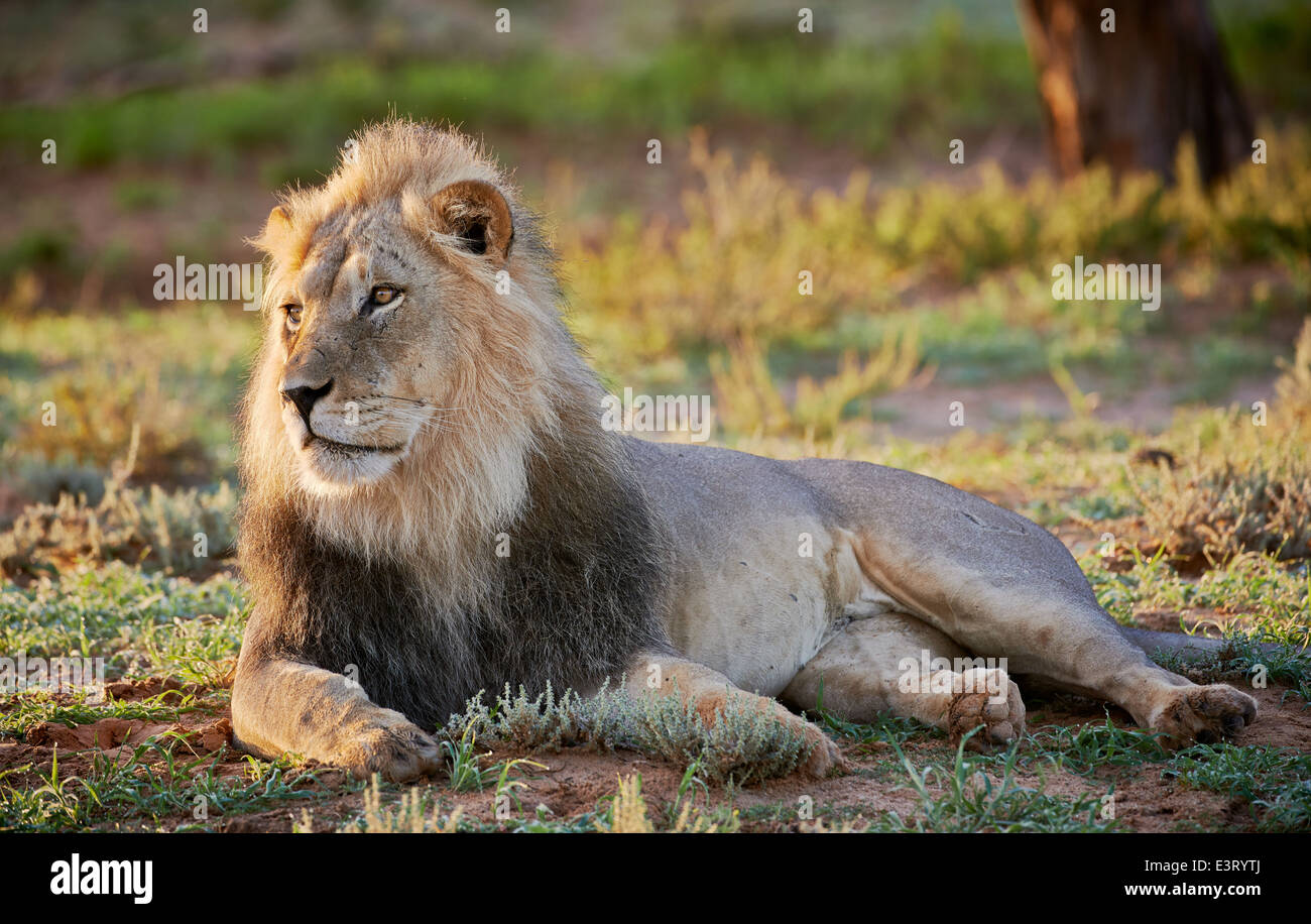 Leone maschio (Panthera leo) Kgalagadi Parco transfrontaliero, il Kalahari, Sud Africa, Botswana, Africa Foto Stock