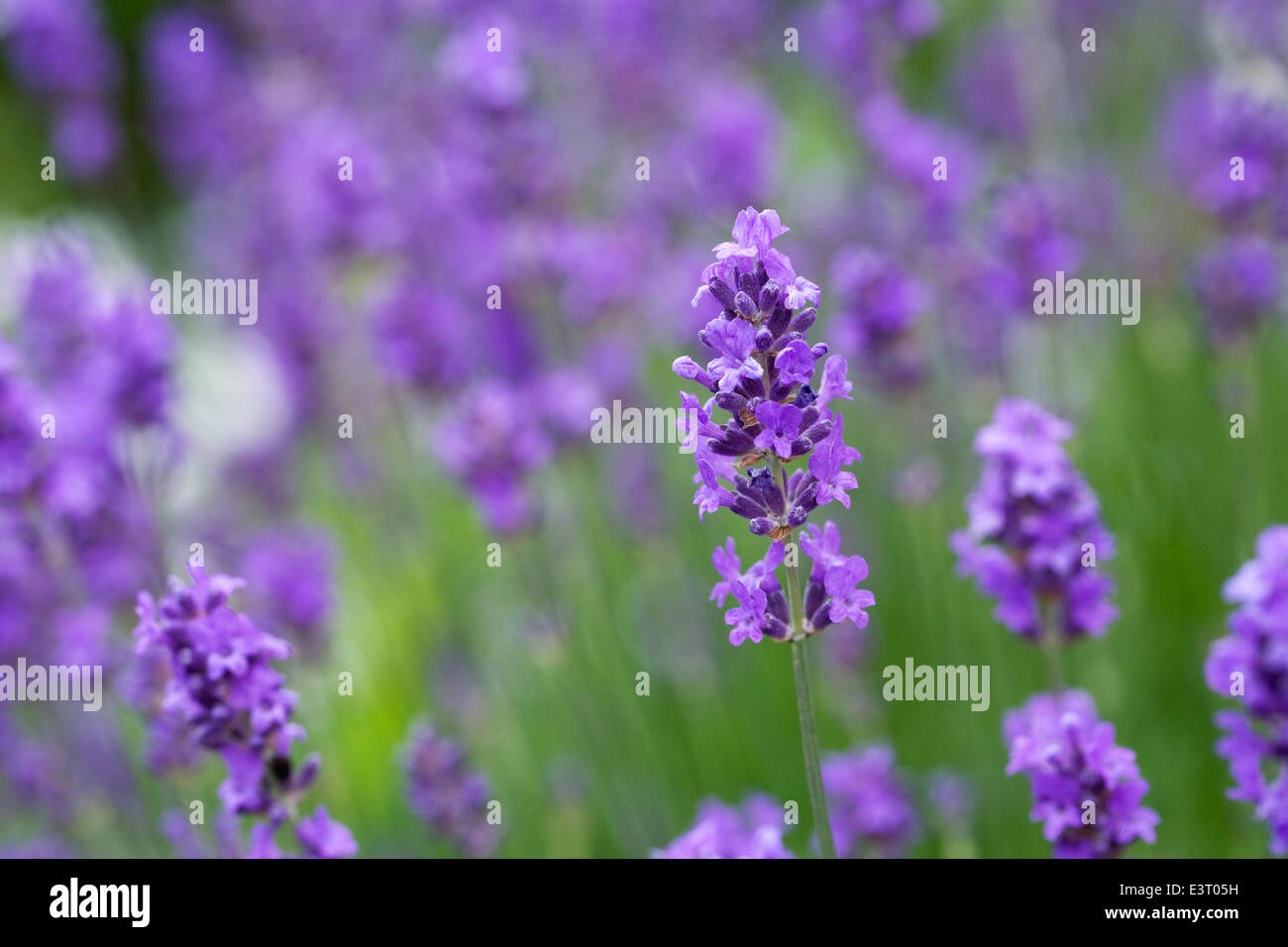 Lavandula fiori. La lavanda che cresce in un giardino inglese. Foto Stock