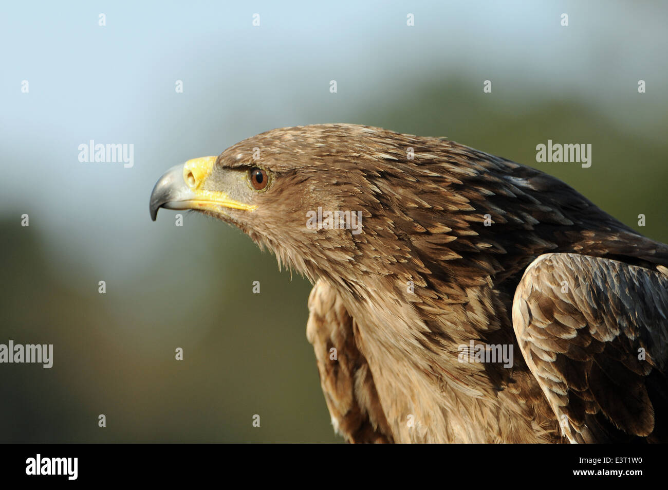 African Tawny Eagle Foto Stock