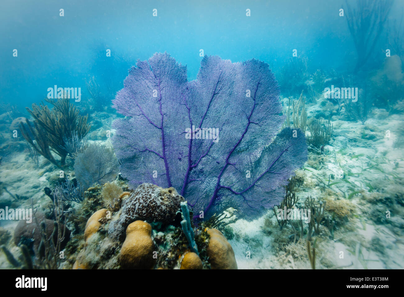 Viola Mare Fan visualizzata sul disco di colonie di corallo sulla barriera corallina off costa del Belize Foto Stock