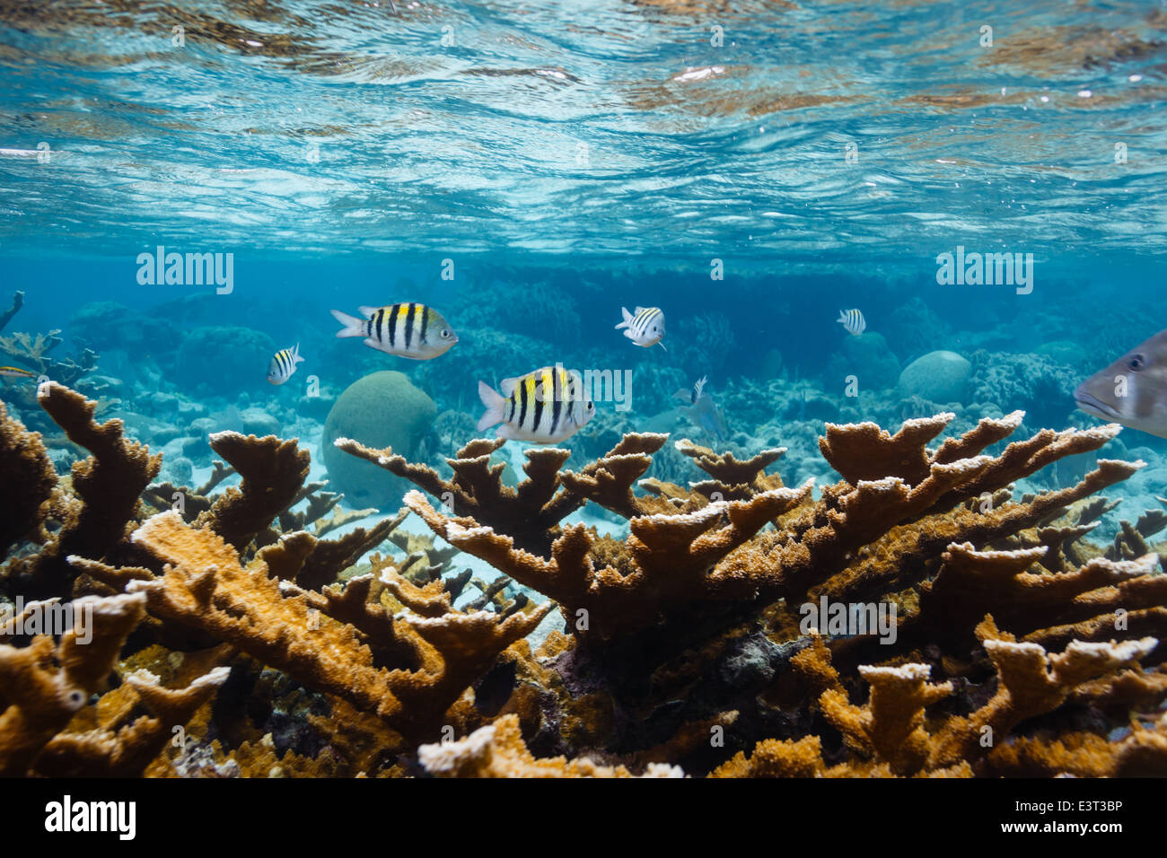 I pesci sergente maggiore a strisce verticali nere, bianche e gialle nuotano sulla barriera corallina dei Caraibi Foto Stock