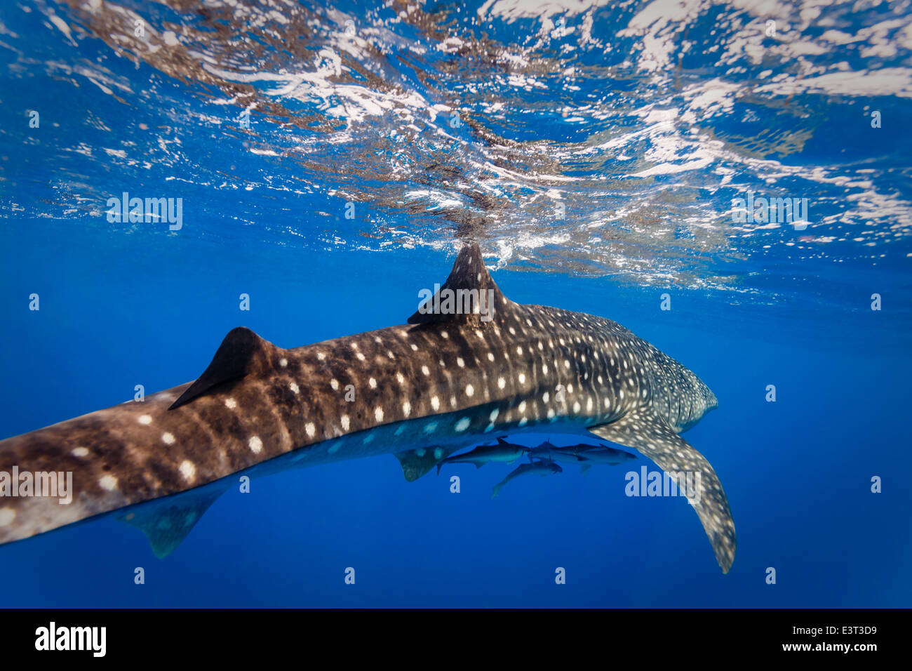 Vista ravvicinata dello squalo balena, il Rhincodon typus, con due piccoli pesci sotto il ventre Foto Stock