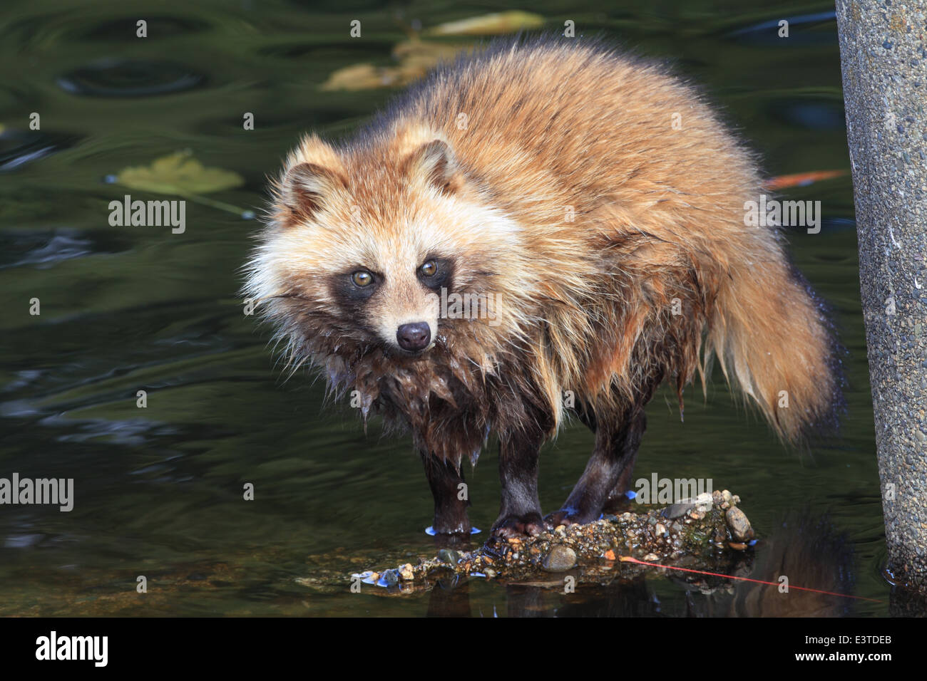 Cane procione (Nyctereutes procyonoides) in Giappone Foto Stock