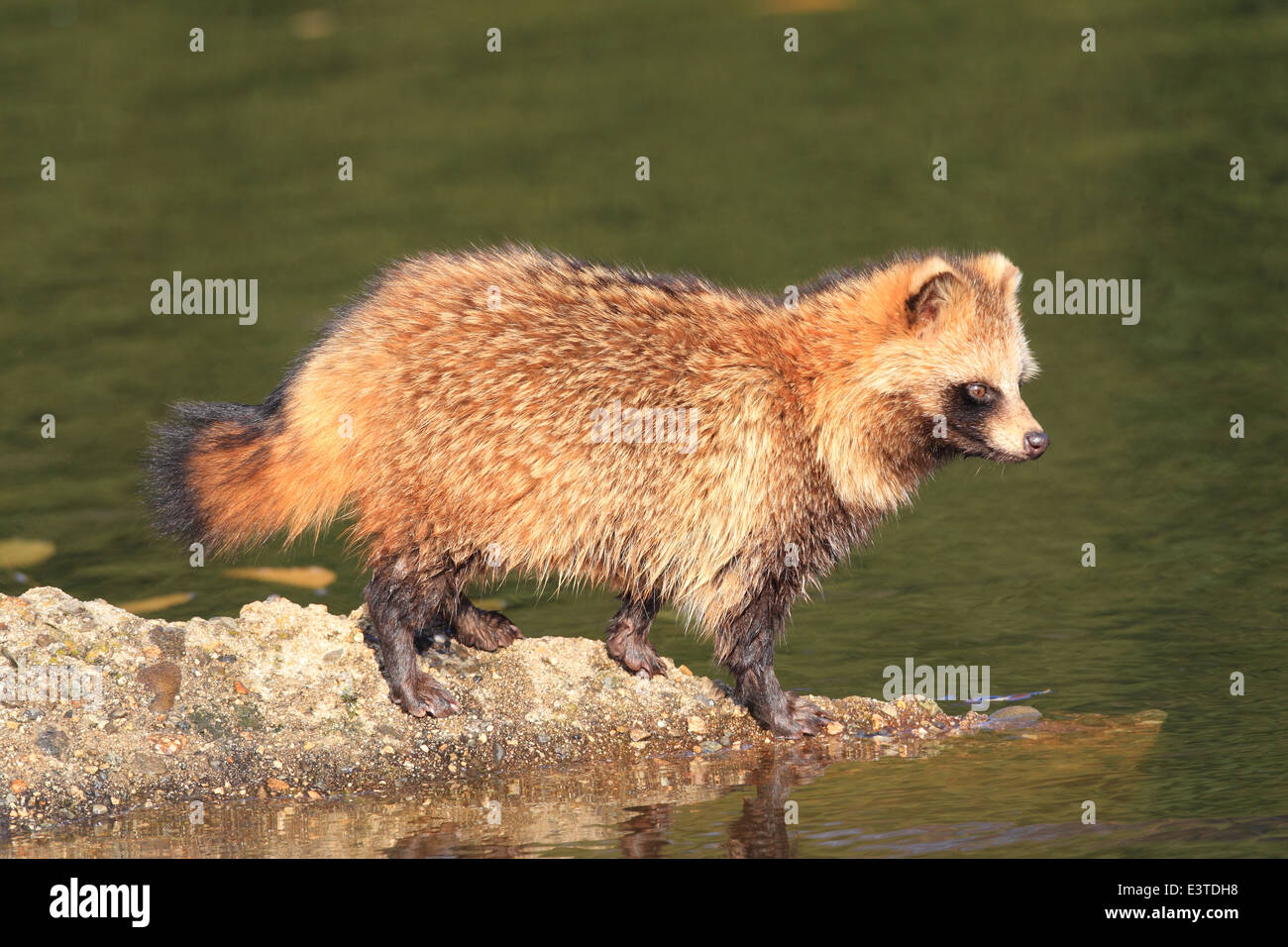 Cane procione (Nyctereutes procyonoides) in Giappone Foto Stock