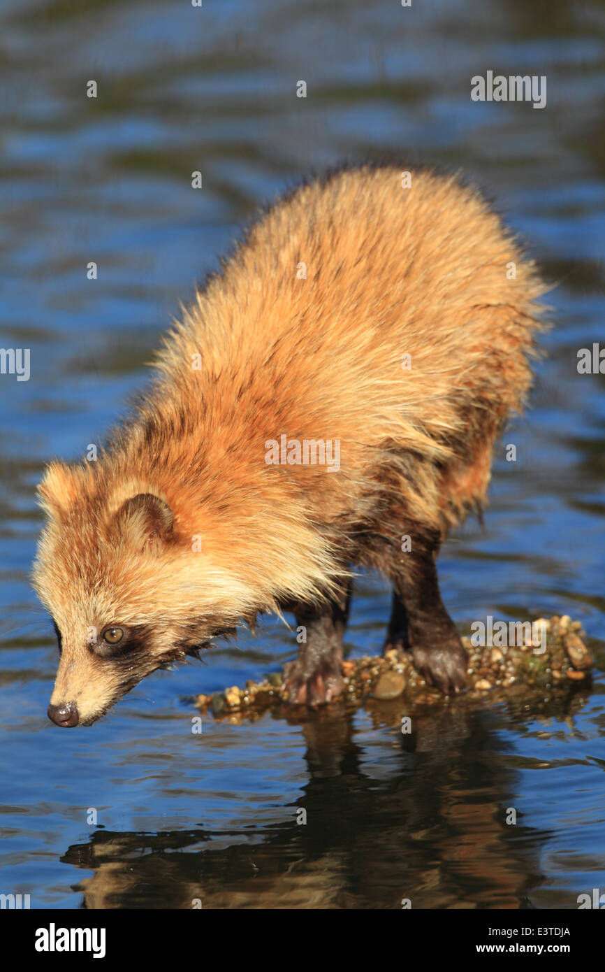 Cane procione (Nyctereutes procyonoides) in Giappone Foto Stock