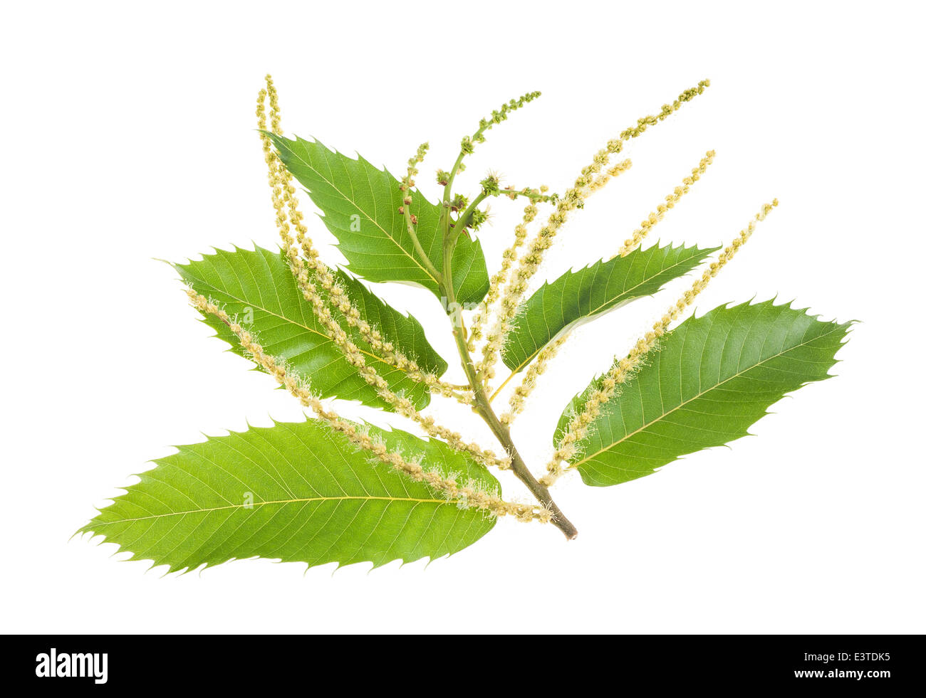 Ramo di castagne con amenti isolato su bianco Foto Stock