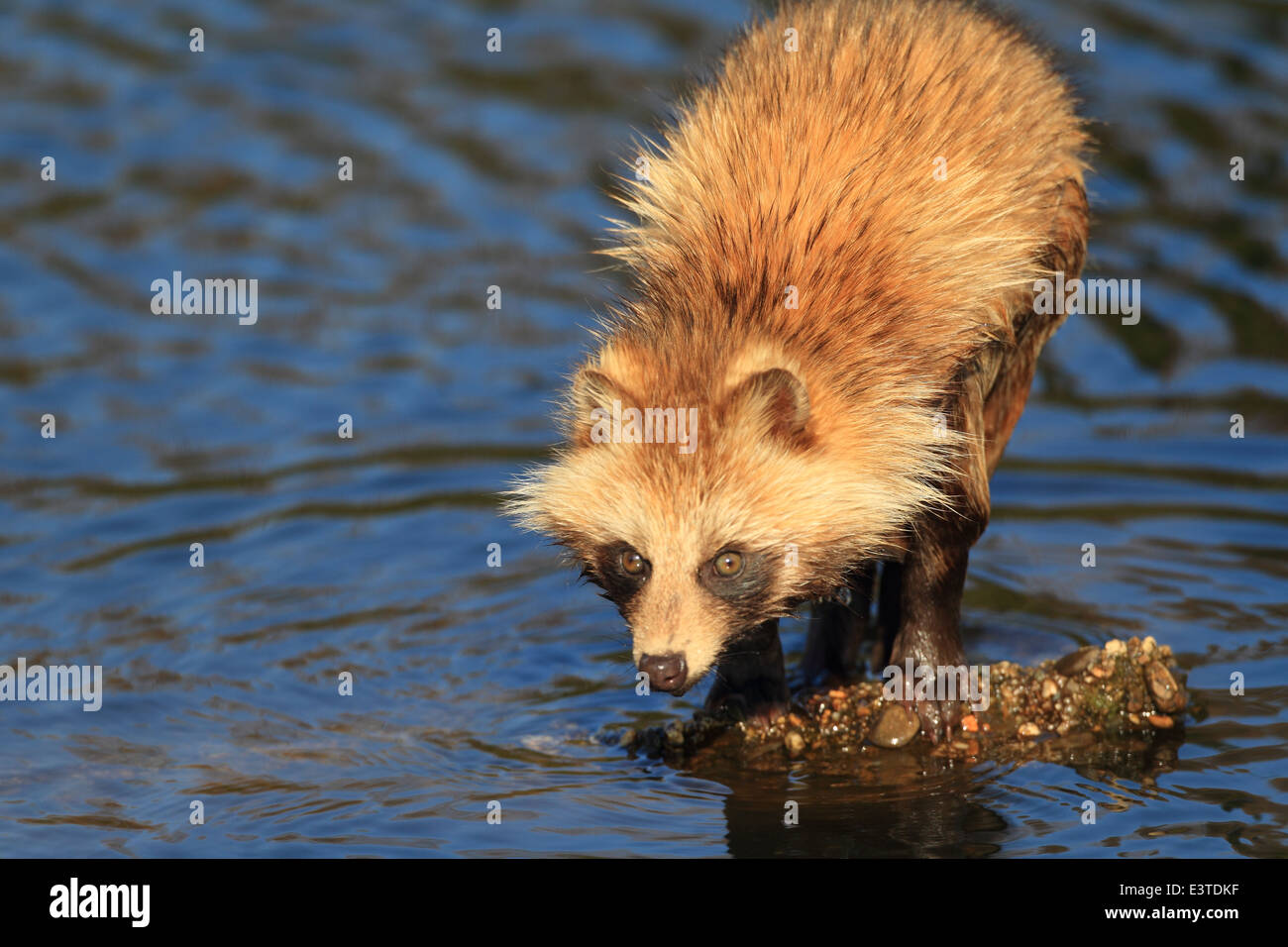 Cane procione (Nyctereutes procyonoides) in Giappone Foto Stock