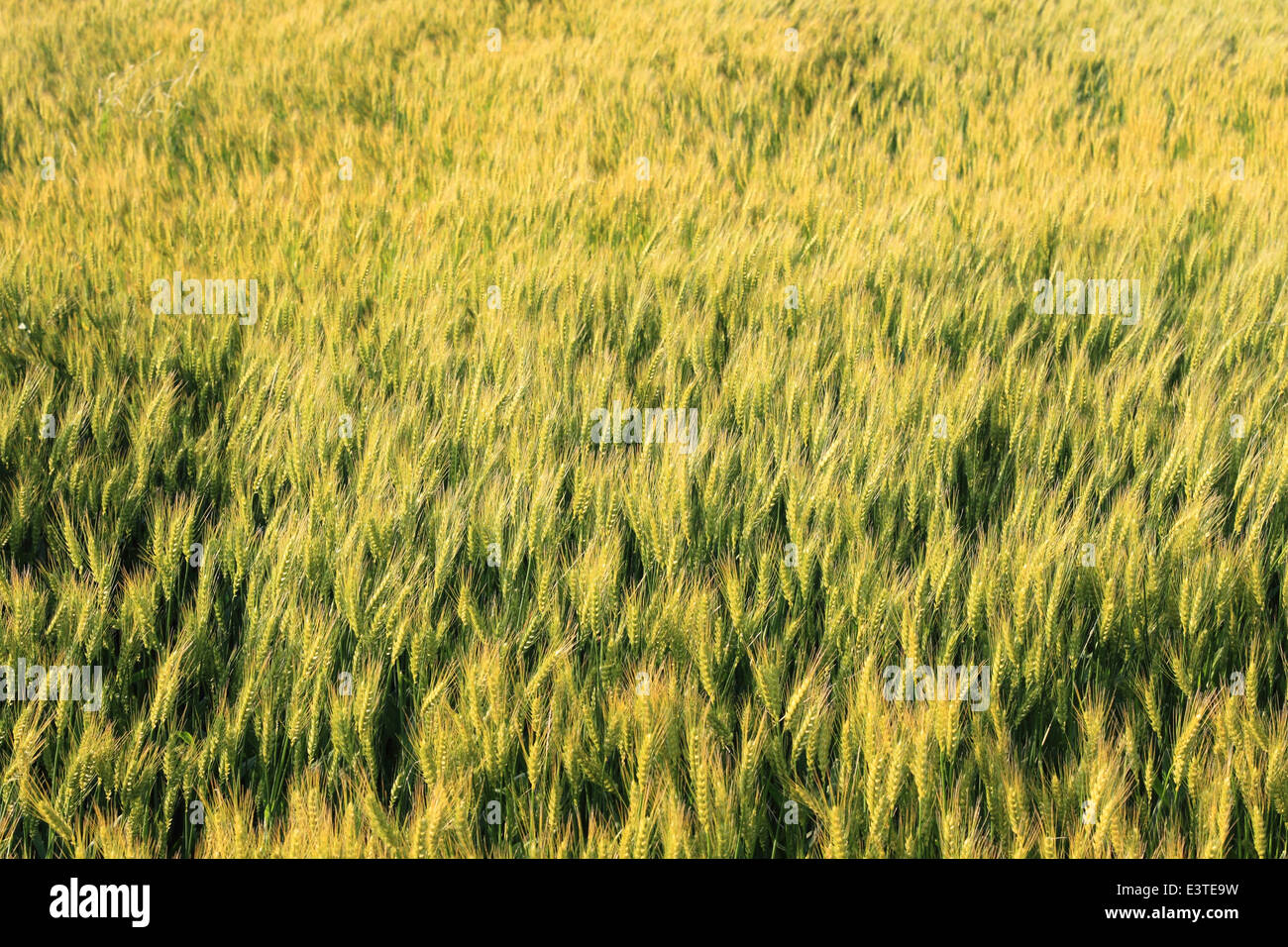 Erba di frumento depositata contro la luce solare in Giappone Foto Stock