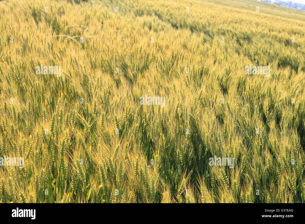 Erba di frumento depositata contro la luce solare in Giappone Foto Stock