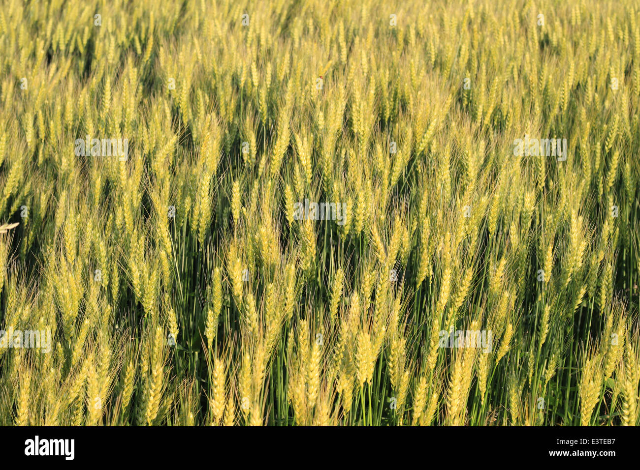 Erba di frumento depositata contro la luce solare in Giappone Foto Stock