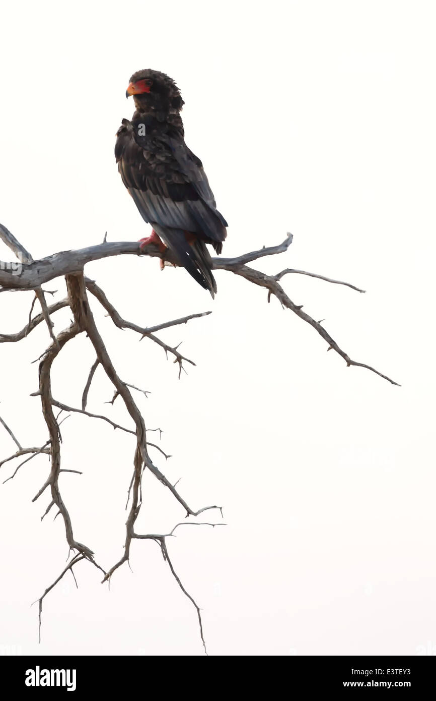 Un Bateleur fotografato nel Kgalagadi transfrontaliera Parco Nazionale. Foto Stock