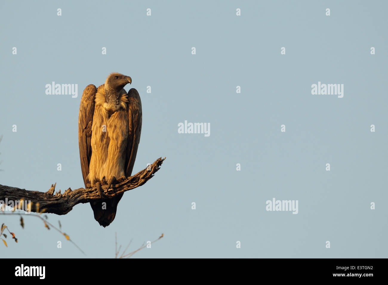 Un avvoltoio whitebacked. Foto Stock