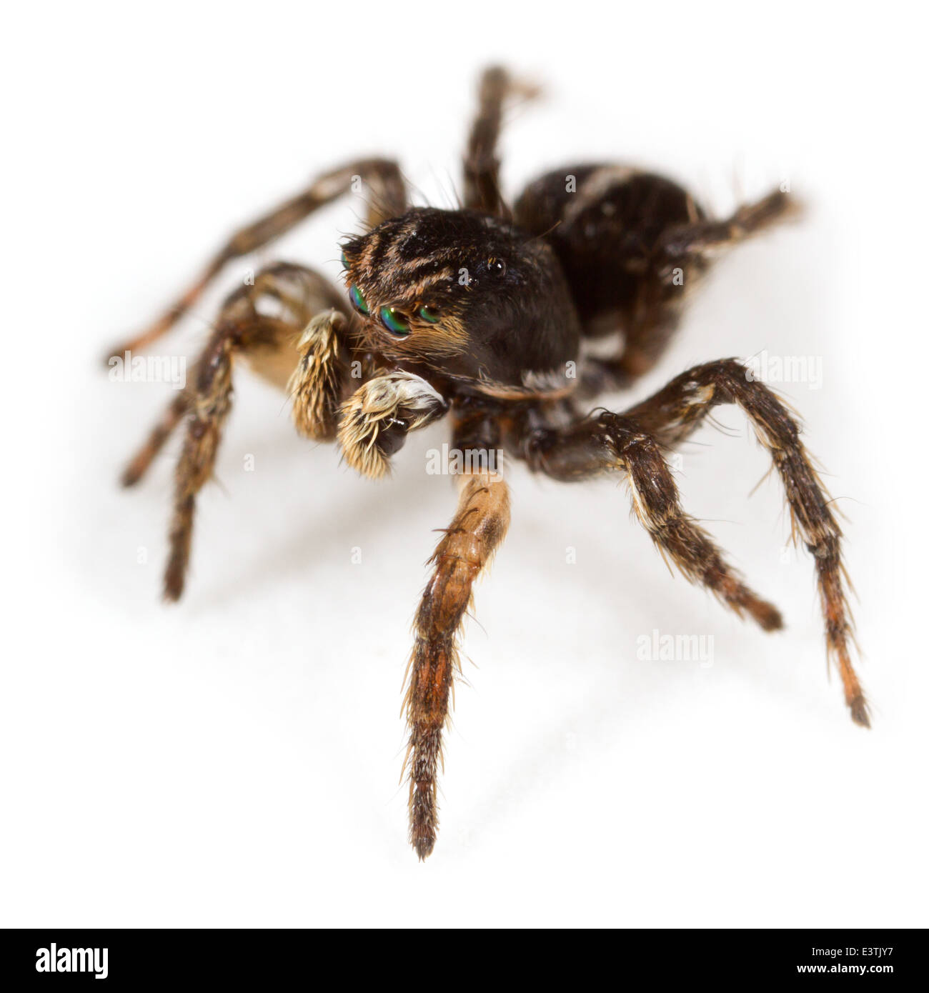 Voce maschile Jumping spider Aelurillus v-insignitus (V-fronteggiata ponticello), parte della Famiglia Salticidae. Isolato su sfondo bianco. Foto Stock