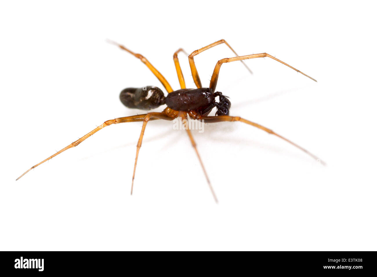 Erbe maschio amaca spider (Neriene clathrata), parte della famiglia Linyphiidae - Sheetweb tessitori. Isolato su sfondo bianco. Foto Stock