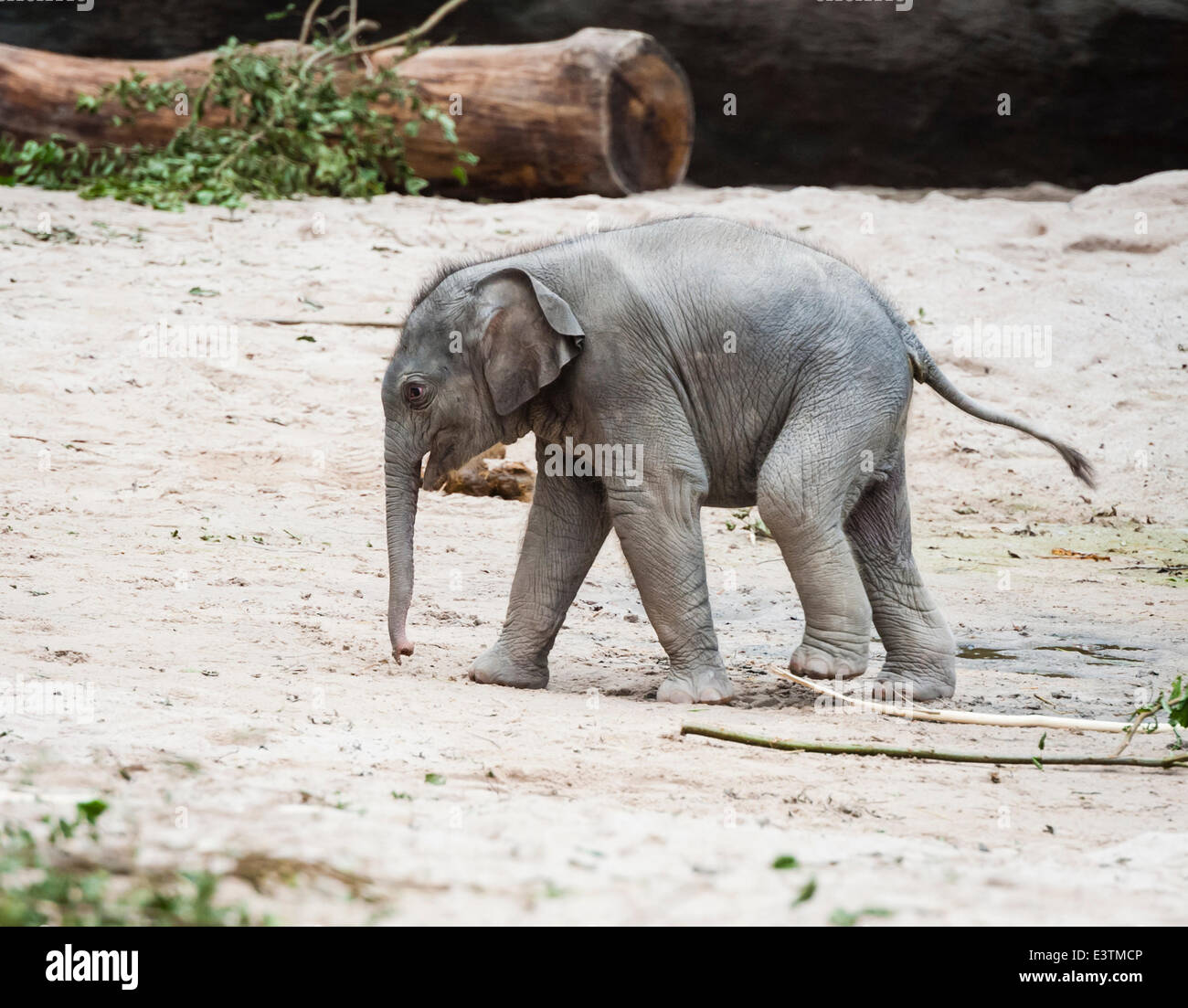 Zurigo, Svizzera. Il 28 giugno, 2014. Passo dopo passo, il 11-giorno vecchio ancora senza nome elephant bambina che nasce a Zurigo il 17 giugno 2014, è exloring la sua casa allo zoo di Zurigo. Credito: Erik Tham/Alamy Live News Foto Stock