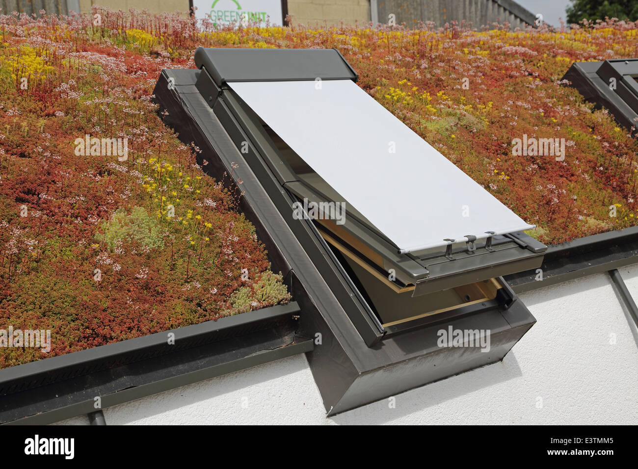 Un tetto verde costituita da una gamma diversificata di sedum piante circondano Fakro finestre da tetto su un piano singolo edificio di legno Foto Stock