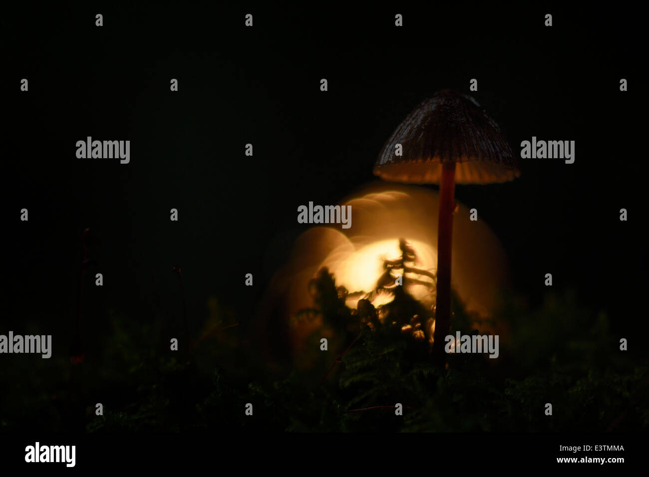 Scotch Bonnet (Marasmius oreades) in controluce Foto Stock