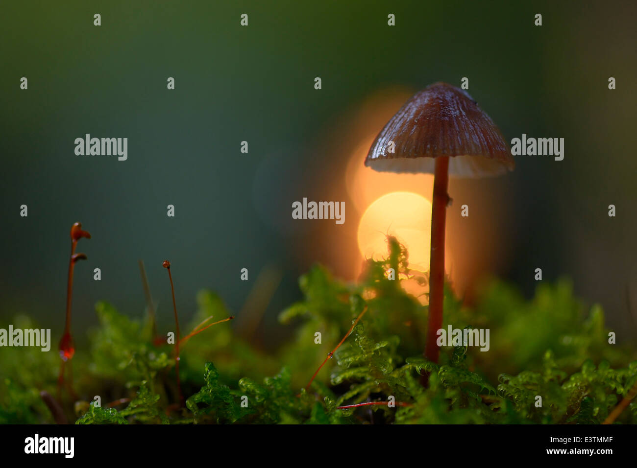 Scotch Bonnet (Marasmius oreades) in controluce Foto Stock